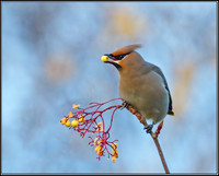 Bohemian Waxwing (Bombycilla garrulous), Worcestershire, 29 November 2012
