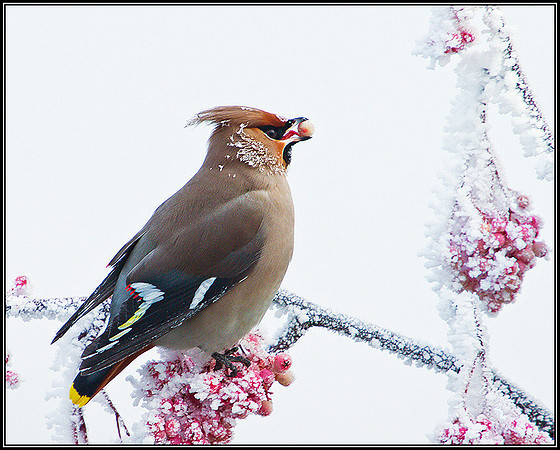 Waxwing, Wychbold, December 2010