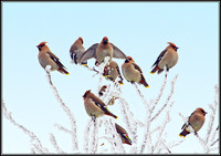 Waxwings, Wychbold, December 2010