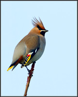 Bohemian Waxwing (Bombycilla garrulous), Worcestershire, 29 November 2012