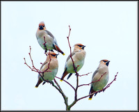 Bohemian Waxwings (Bombycilla garrulous), Worcestershire, 30 November 2012