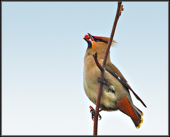 Waxwing, Garden, February 2011