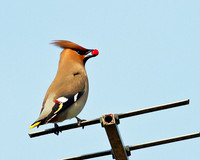 Waxwing, Garden 24 March 2011