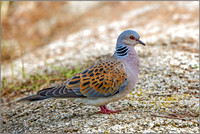 Turtle Dove (Streptopelia turtur), Mallorca, May 2016