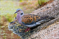 Turtle Dove (Streptopelia turtur), Mallorca, May 2016
