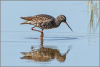 Spotted Redshank (Tringa erythropus), Mallorca, May 2015