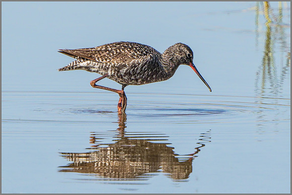 Spotted Redshank (Tringa erythropus), Mallorca, May 2015
