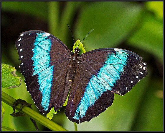 Blue Morpho, Stratford on Avon Butterfly Farm, 12 September 2011