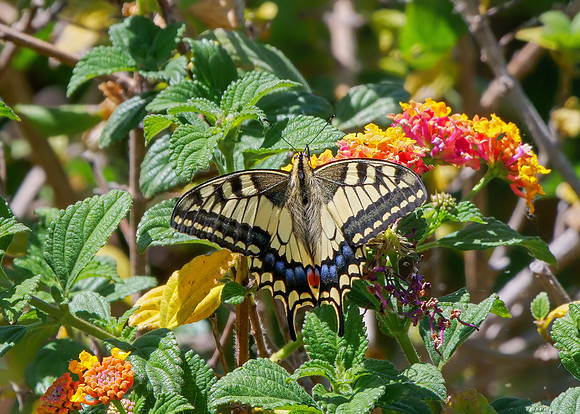 Swallowtail - Papilio machaon, Algarve, Portugal, May 2019