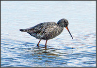 Spotted Redshank, Norfolk, April 2012