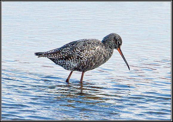 Spotted Redshank, Norfolk, April 2012