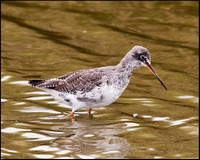 Spotted Redshank, Cley, April 2009