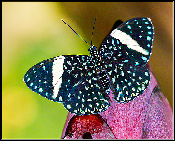 Cracker, Stratford on Avon Butterfly Farm, 12 September 2011