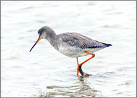 Spotted Redshank (Tringa erythropus),  Norfolk, September 2014