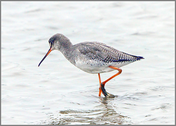 Spotted Redshank (Tringa erythropus),  Norfolk, September 2014
