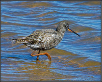 Spotted Redshank, Norfolk, April 2012