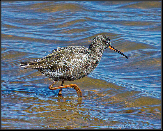 Spotted Redshank, Norfolk, April 2012