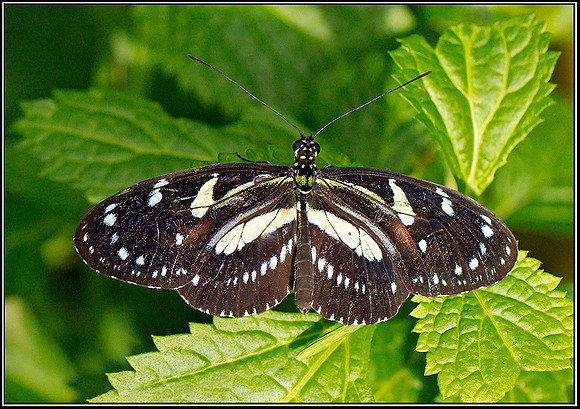 Sailor, Stratford on Avon Butterfly Farm, 12 September 2011