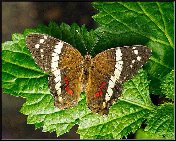 Not as yet identified, Stratford on Avon Butterfly Farm, 12 September 2011
