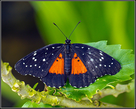 Not as yet identified, Stratford on Avon Butterfly Farm, 12 September 2011