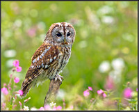 Tawny Owl (Strix aluco), Gloucestershire, 29 June 2012