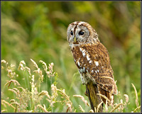 Tawny Owl (Strix aluco), Gloucestershire, 29 June 2012