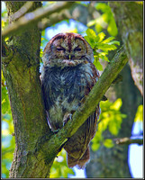 Tawny Owl, Worcestershire, May 2012