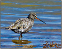 Spotted Redshank, Norfolk, April 2012