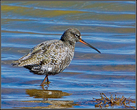 Spotted Redshank, Norfolk, April 2012