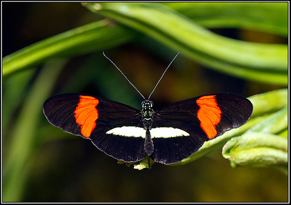 Postman, Stratford on Avon Butterfly Farm, 12 September 2011