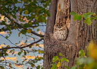 Tawny Owl, Strix aluco, Warwickshire, October 2020