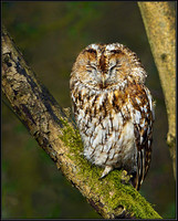 Tawny Owl (Strix aluco), Worcestershire, 05 April 2013