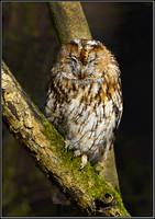 Tawny Owl (Strix aluco), Worcestershire, 05 April 2013