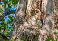 Tawny Owl - Strix aluco, Warwickshire, September 2020