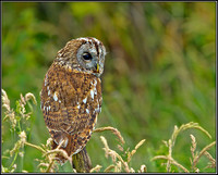 Tawny Owl (Strix aluco), Gloucestershire, 29 June 2012