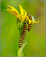 Cinnabar Moth Larva (Tyria jacobaeae), Coseley Wood, July 2013