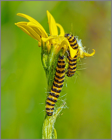 Cinnabar Moth Larva (Tyria jacobaeae), Coseley Wood, July 2013