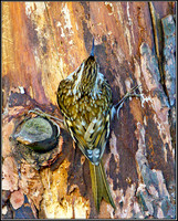 Treecreeper, Warwickshire, 19 January 2012