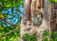 Tawny Owl - Strix aluco, Warwickshire, September 2020