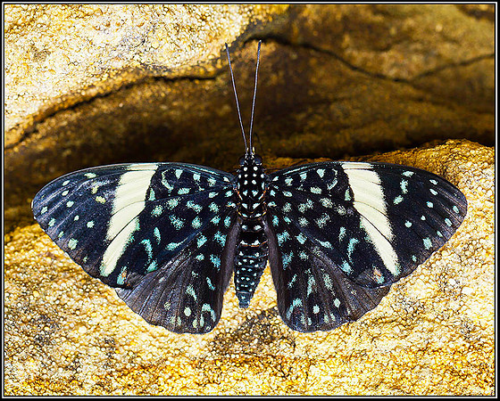 Not as yet identified, Stratford on Avon Butterfly Farm, 12 September 2011