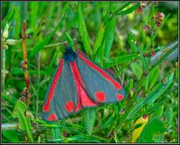 'The Cinnabar' Moth, Upton Warren Moors, 25 June 2012