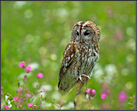 Tawny Owl (Strix aluco), Gloucestershire, 29 June 2012