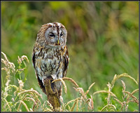 Tawny Owl (Strix aluco), Gloucestershire, 29 June 2012