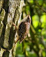 Tree Creeper, Upton Warren Flashes, 20 May 2009