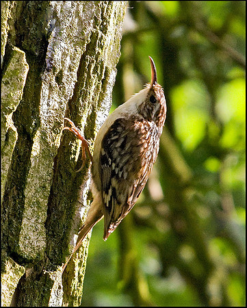 Tree Creeper, Upton Warren Flashes, 20 May 2009