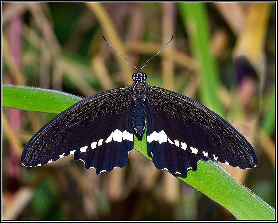 Common Mormon, Stratford on Avon Butterfly Farm, 12 September 2011