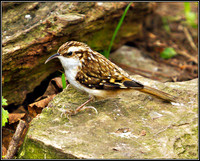 Treecreeper, Warwickshire, February 2011
