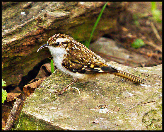 Treecreeper, Warwickshire, February 2011