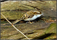Treecreeper, Warwickshire, January 2011