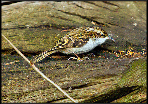 Treecreeper, Warwickshire, January 2011